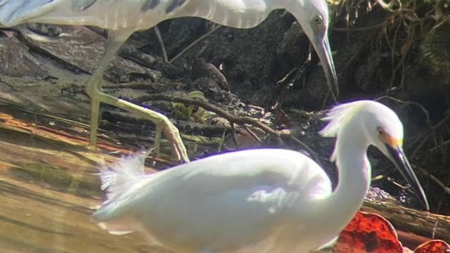 Cahuita: Walking Tour and Wildlife Sightseeing, Tour with Tour Guide