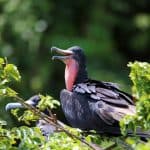 Los Haitises National Park + Lunch at Caño Hondo from Sabana de la Mar