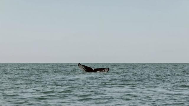 Uvita: Marino Ballena National Park Whale/Dolphin Watching