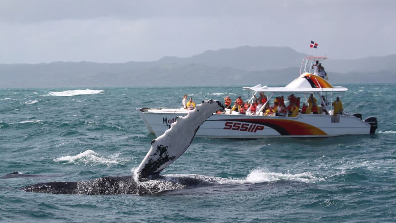 Whale Watching and Cayo Levantado Tour: A Perfect Tropical Getaway