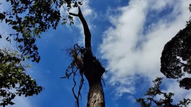 Immerse yourself in the magic of the Monteverde Cloud Forest