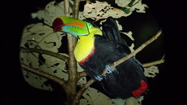 Monteverde: Night Walk through the Forest with a Guide