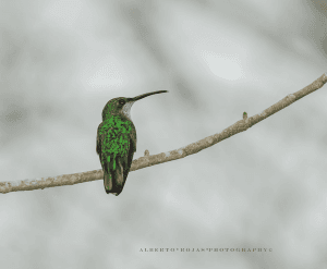 Birding: 4 Days of Bird Watching Dominican Republic