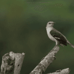 Private Birding Tours of the Dominican Republic