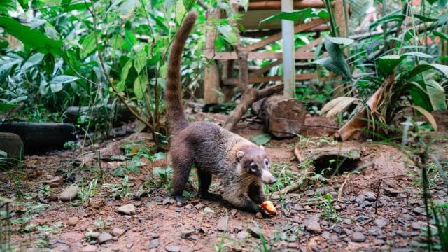 Manuel Antonio: KSTR Wildlife Sanctuary Guided Tour