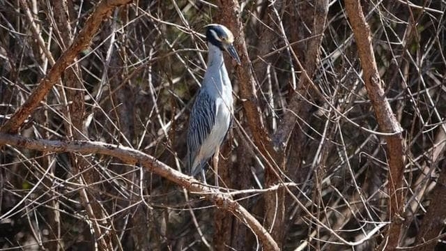 Puntarenas: Wildlife and River Safari Excursion