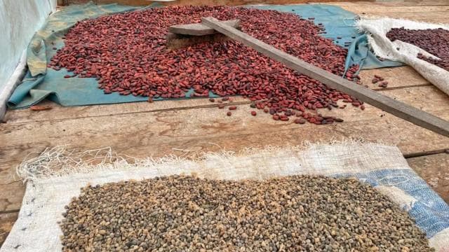 Puerto Viejo: Indigenous Experience & Chocolate Tour