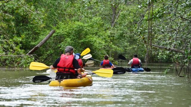 Quepos: Mangrove Kayaking Tour