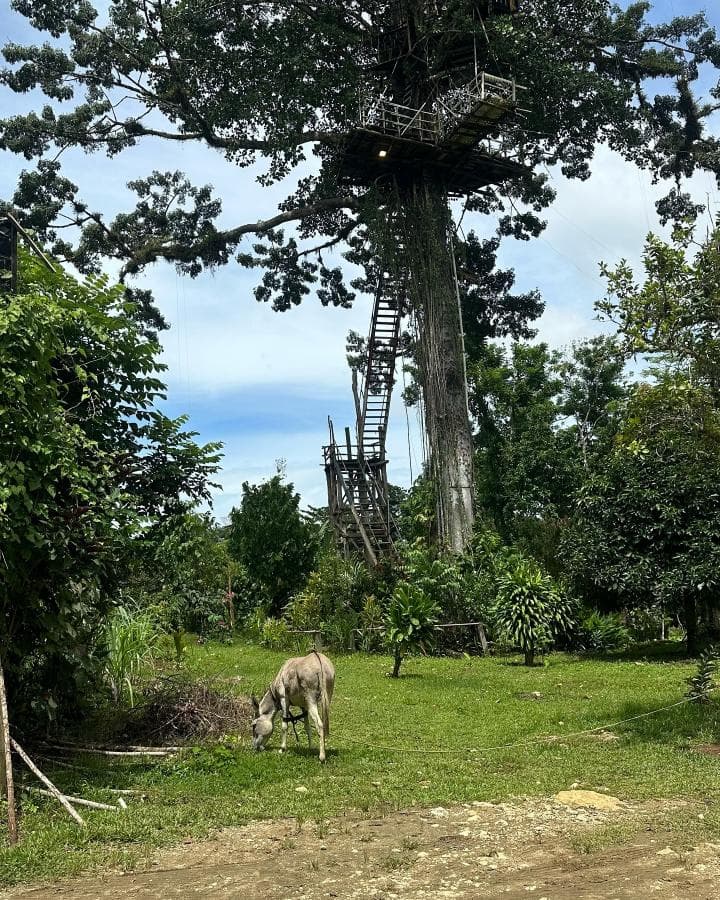 Miches: Yanigua Waterfalls Tour – Clay Spa, Lunch & Nature Adventure