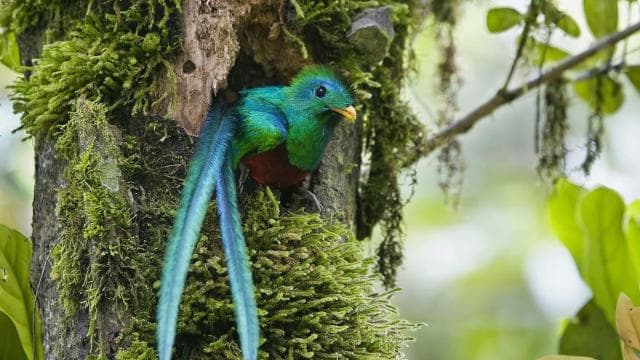 Quetzal: Costa Rica Birdwatching Experience - Los Quetzales