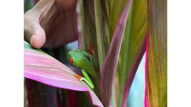 Rio Celeste: Rainforest, Sloths and Wildlife.
