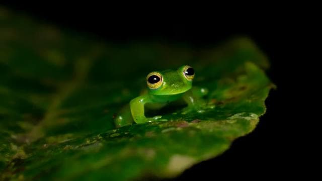 Monteverde: Night Walk in the Magical Forest