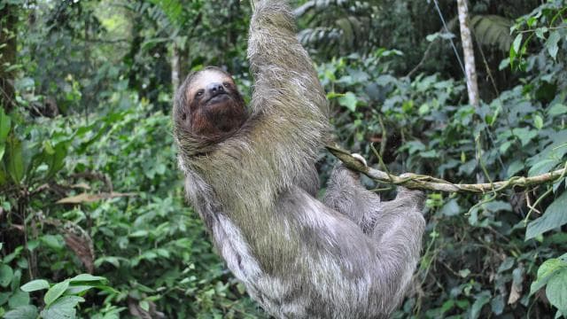 Arenal Hanging Bridges Half-Day Tour from La Fortuna