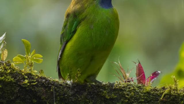 Full day excursion in the cloud Forest