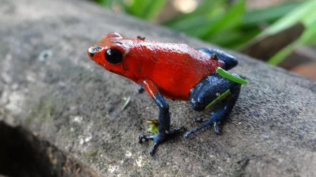 Caño Negro: rivers and lagoons: bird, flora and fauna tour