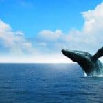 Ultimate Whale Watching Adventure in Samaná Bay