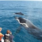 Family-Friendly Whale Watching Tour in Samaná