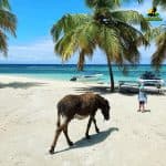 Miches: Saona Island Tour From Miches