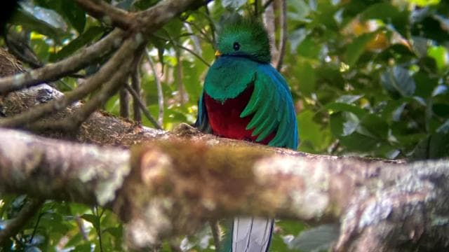 Monteverde: Cloud Forest Tour with a local Guide