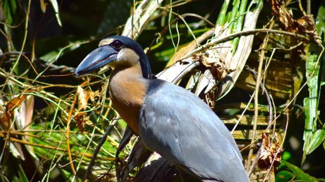Canoe, night and day hike in Tortuguero National Park