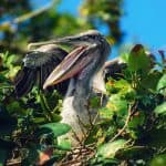 Los Haitises National Park Tour from Las Terrenas, Samaná. Half Day Trip.