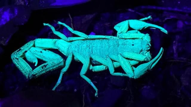 Manuel Antonio: Jungle Night Tour and Buttlerfly Garden