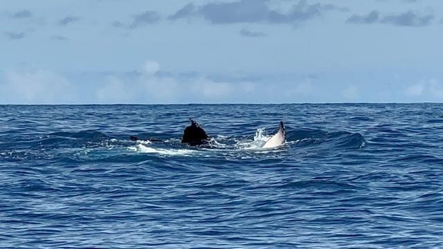 Puerto Jiménez: Dolphin Watching with a Snorkeling Stop