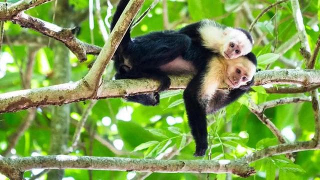 Tortuguero: Day walk in Tortuguero National Park (Jaguar)