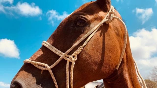 La Cruz, Guanacaste: True Horseback Ride Tropical Forest