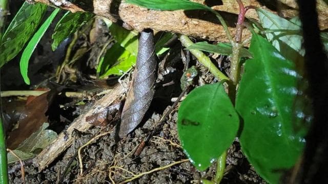 Santa Elena: Wildlife Refuge Monteverde Night Walking Tour