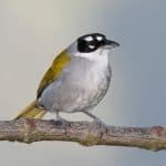 Birdwatching in Los Haitises National Park