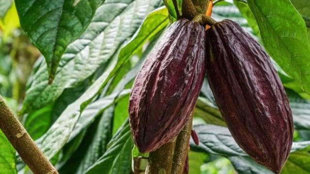 La Fortuna: Coffee and Chocolate Farm Tour
