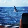 La Romana: Private Samaná Whale Watching & Cayo Levantado (Bacardi Island)