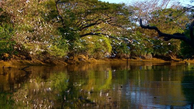 Guanacaste: Palo Verde Boat Tours