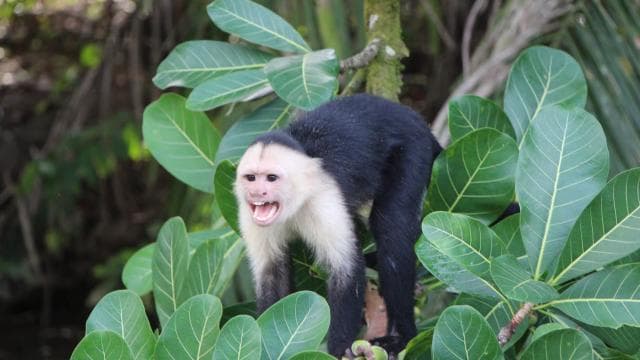 Quepos Costa Rica: Mangrove Monkey Tour