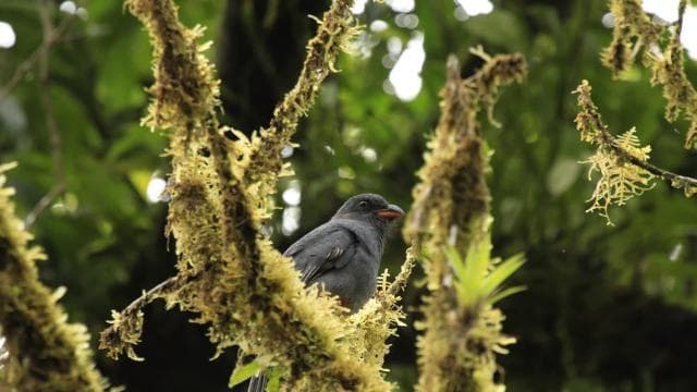 Costa Rica: Sloth tour and Coffee, Chocolate, and Sugarcane
