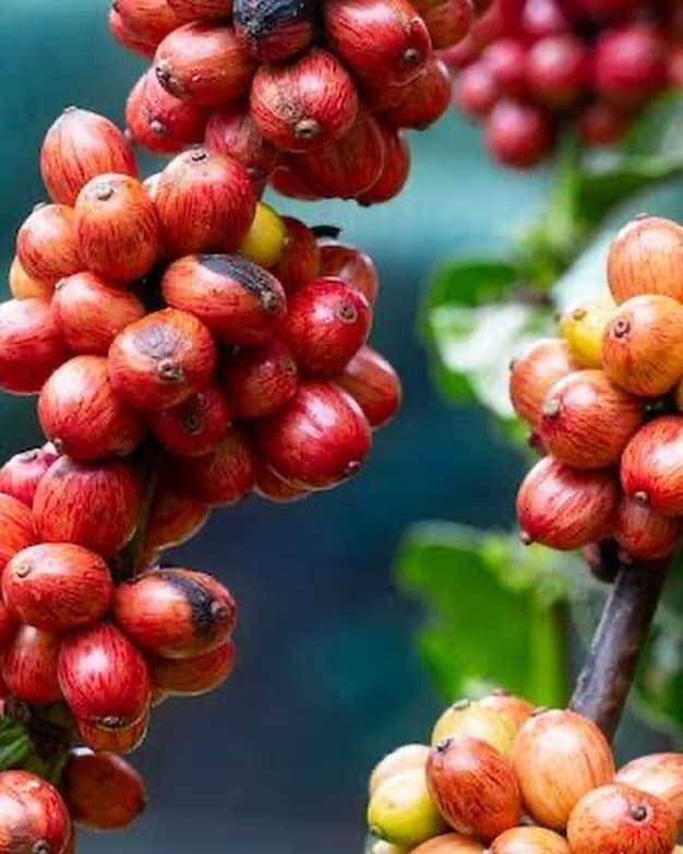 Los Haitises Rainforest Hiking & Birdwatching (2 Hours)