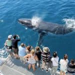 Luxury Whale Watching Experience – Samaná, Dominican Republic