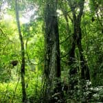 Hike + Kayak Los Haitises