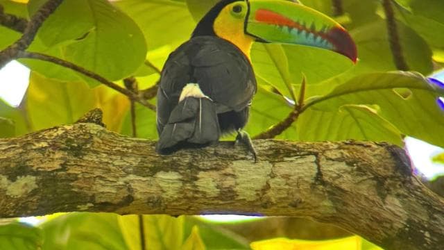 Cahuita: Guided Hike Through Cahuita National Park