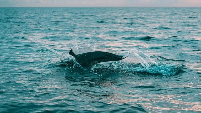 Dive into Paradise: Manzanillo's Dolphin, Snorkel and Lunch