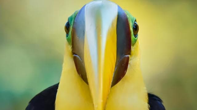Esquipulas: Manuel Antonio Birdwatching experience