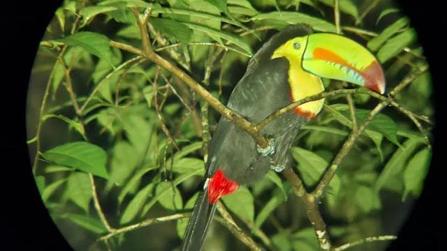 Santa Elena: Wildlife Refuge Monteverde Night Walking Tour