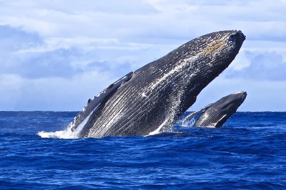 Private Whale Watching + Cayo Levantado (Small Boat Experience)