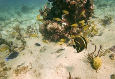 Punta Cana: Catalina Island Trip with Snorkeling