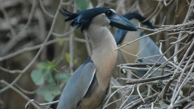 La Fortuna: Guided Twilight Wildlife Safari