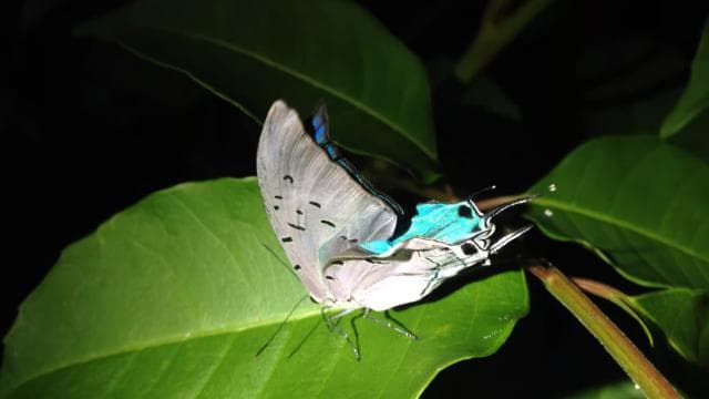 Tortuguero: Night Wildlife Spotting and Jungle Walk