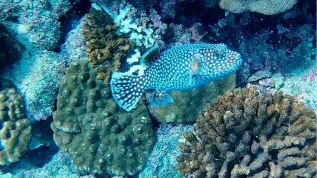 Uvita: Snorkeling at Caño Island