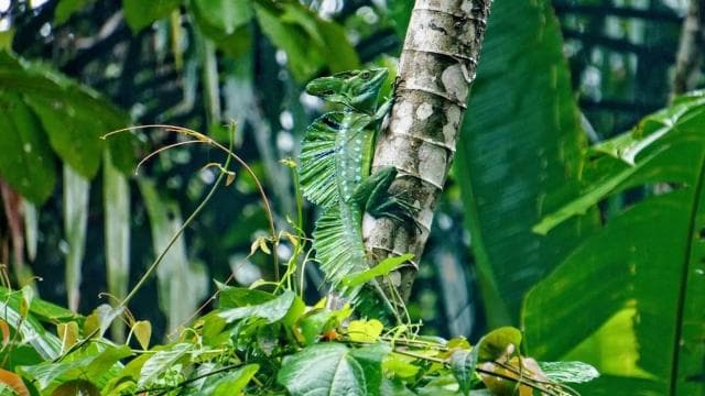 Rafting in Sarapiqui River from La Fortuna: Afternoon tour