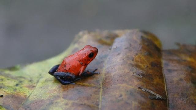 Nosara: River Wildlife Safari by Raft with Transfer & Snack